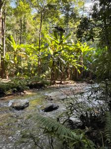 a creek in the middle of a forest at Hula Hula Sunset, Dome in Pai +6 photos