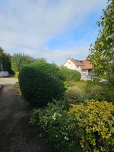 a large bush in a yard next to a house at Haus Am Anger in Herbrechtingen +8 photos