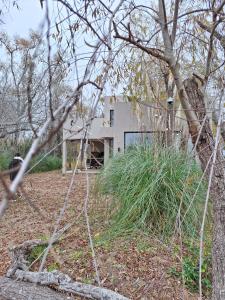 a house seen through the branches of trees at Casa XIII in Costa del Este