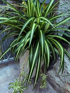 Zahrada ubytování La Maison di Sara