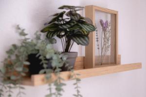 une étagère avec des plantes et un miroir sur un mur dans l'établissement De Koekoek I Modern en vrijstaand vakantiehuis in het bos, à Nunspeet 18 autres photos