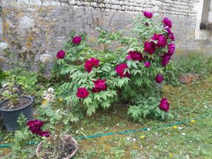 Saint-CybardeauxにあるChambre vue sur jardinの庭の赤いバラ群