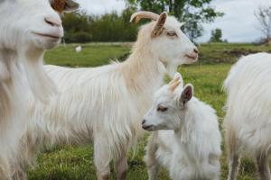 a group of white goats standing in a field at Jagodowa Osada - domki z balią z hydromasażem blisko term in Dzianisz