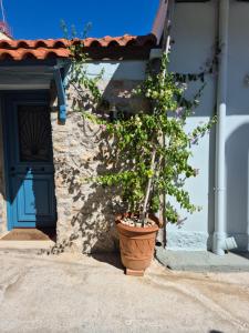a plant in a pot in front of a building at Apartment Rustico in Ancient Epidavros