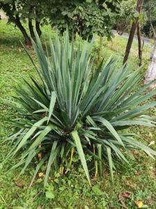 eine große grüne Pflanze im Gras in der Unterkunft Apartman Dačo in Vlasenica