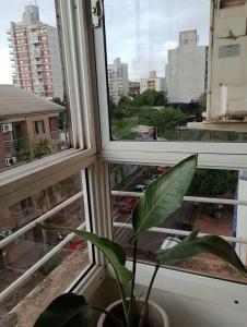 a plant in a pot sitting in a window at Apartment 2 rooms downtown area with Balcony in Posadas