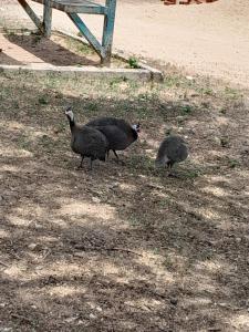 three birds walking on the grass in a field at Casa de Lazer e Eventos Monte Sião in Paulo Afonso