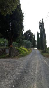 Un camino vacío con un árbol a un lado. en Agriturismo Villino del Grillo, en San Gimignano