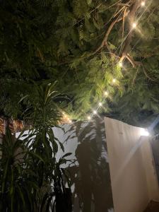 Zahrada ubytování pasha nungwi zanzibar