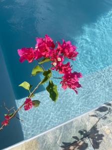 a branch with pink flowers next to a swimming pool at Coco-orchidées Le Domaine Mannou in Sainte-Rose