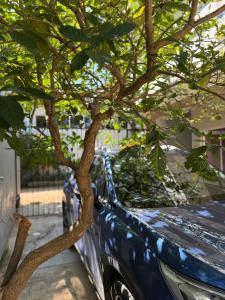 a tree growing on the side of a blue car at Punta Sol in Brisas de Zicatela +3 photos