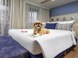 a dog sitting on top of a bed at Mercure Sao Paulo Pamplona in Sao Paulo +69 photos
