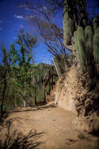 a dirt road with a cactus and stairs on a hill at rincon sukhino in Lo Narváez