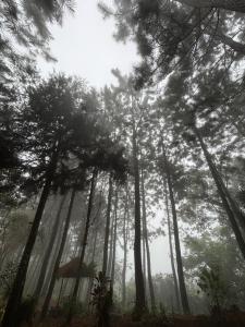 a group of trees in a foggy forest at Finca el refugio in Turrialba +1 photo