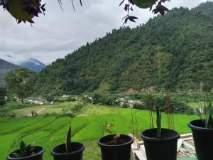 a group of potted plants in front of a green field at Eton Homestay in Dirang Dzong