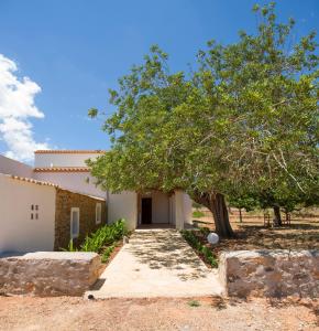a house with a tree in front of it at Can Cama in Santa Gertrudis de Fruitera