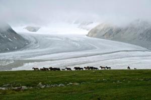 a herd of horses walking in a field near a glacier at Adventure Riders Mongolia in Ulaanbaatar