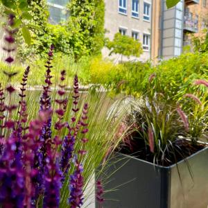 a garden with purple flowers and other plants at Boutique Hotel Atrium München in Munich +68 photos