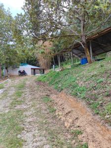 a dirt road next to a field with a tree at Homestay Teratak Atas Bukit  +3 photos