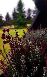 a group of flowers in front of a house at 4Rest&Fun Krušné hory in Klíny