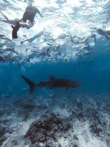 a group of people swimming in the ocean with a shark at White Sand Inn in Maamigili +60 photos
