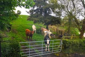a group of cows grazing in a field behind a fence at Apartment - Sleeps 2 - Wood Fire - Parking in Cullyhanna