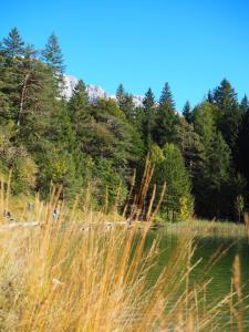 a body of water with tall grass and trees at Karls Design Apartments Mittenwald in Mittenwald