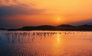een zwerm vogels op een strand bij zonsondergang bij P plus lodge in Iringa