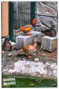 Gallery image of Moja dedovina in Mionica