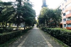 een geplaveide straat met bomen en een gebouw bij DaVinci Apartment with Self Check-In in Târgu-Mureş