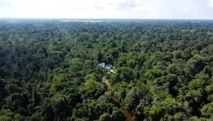 una vista aérea de un bosque con una casa en el medio en Jacamar Lodge Expeditions, en Iquitos 63 fotos más