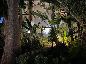 Κήπος έξω από το Fortuna suite Banus 2
