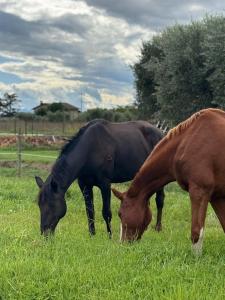 two horses grazing in a field of grass at Ca' dei lecci in Tuoro sul Trasimeno