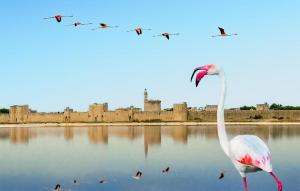ein Flamingo steht im Wasser vor einer Burg in der Unterkunft Gîte Campagne in Cabannes