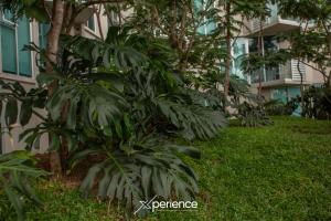 un árbol de plátano frente a un edificio en Gold Rabbit at 26, City Views and Wonderland Vibes!, en Hatillo 38 fotos más