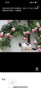a picture of a cat laying next to pink roses at 東京吉久花園旅舘 in Tokyo