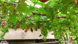 a bunch of green grapes hanging from a tree at 東京吉久花園旅舘 in Tokyo