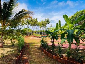 a row of banana trees in a field at Aachchi Country Home by ABC Leisure's group in Jaffna