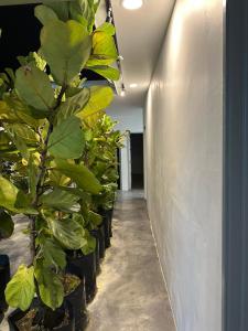 a row of potted plants in a hallway at zocozy 楼中居 in Muar +15 photos