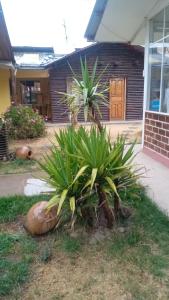 a couple of plants in front of a house at Hostal SICUANI in Sicuani