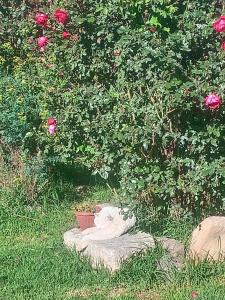 a white cat laying on a rock under a tree at Hostal SICUANI in Sicuani