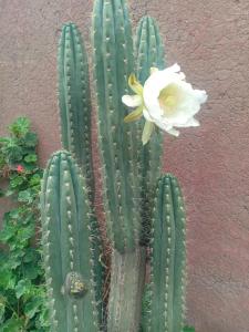 a cactus with a white flower on top of it at Hostal SICUANI in Sicuani