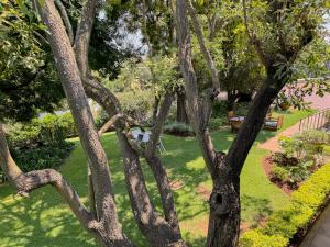 a group of trees in a yard with grass at Amoris Guesthouse on Orion in Pretoria