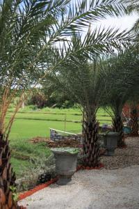 a garden with two palm trees and a bench at Amya home Hoi An in Hoi An