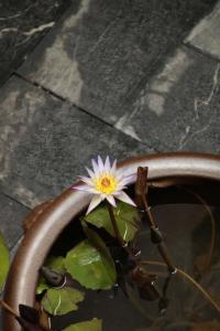 a pink and yellow flower sitting in a pond at NO.9 Alley Yuchen Res Dence in Guilin