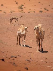 Fotografie z fotogalerie ubytování Desert Melody Camp v destinaci Disah