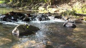 a stream of water with rocks in a river at Rahsia Riverside Orchard at Janda Baik , Pahang in Bentong +1 photo