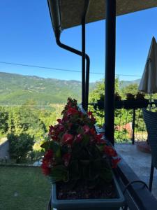 a potted plant sitting on a table in front of a window at Apartman Milanović in Pribojska Banja