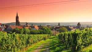 a vineyard with a city in the background at Chai d'oeuvre in Dambach-la-Ville +8 photos