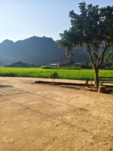 a dirt road next to a tree and a field at Nùng An homestay in Quảng Uyên